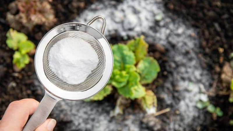 Uso de bicarbonato de sódio na jardinagem