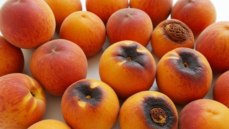 Frutas frescas ao lado de frutas com manchas de azedamento