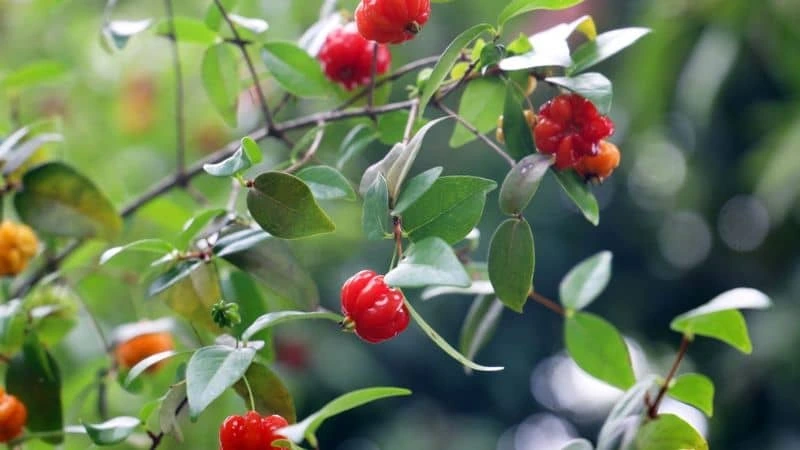 Frutos de pitanga atraindo passarinhos