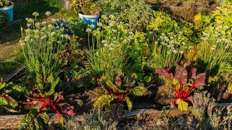 Associação de culturas para jardim sustentável