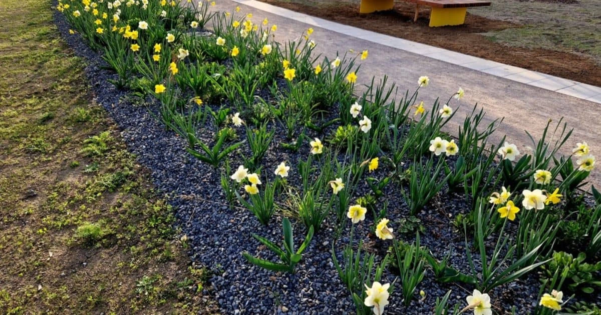 Atrair Pássaros e Borboletas para o Jardim