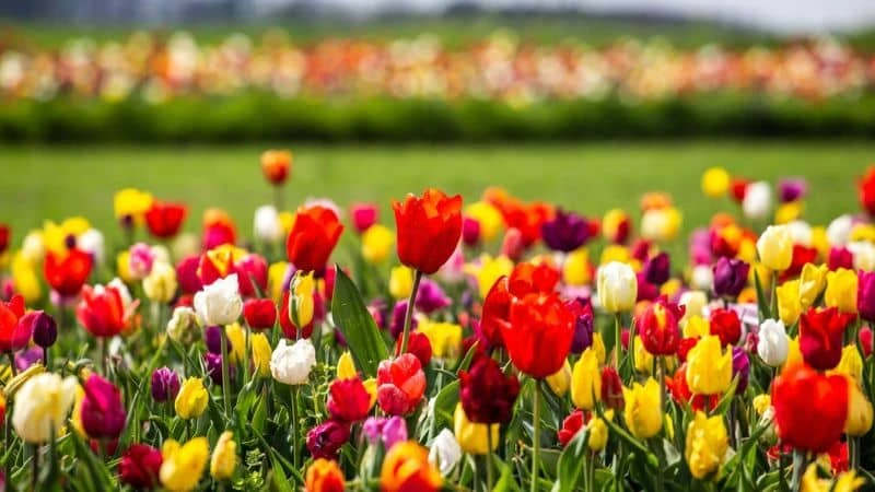 Psicologia das Cores em Flores