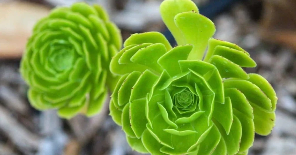 flor rara