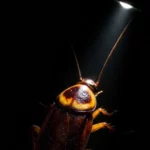 Baratas São Cegas