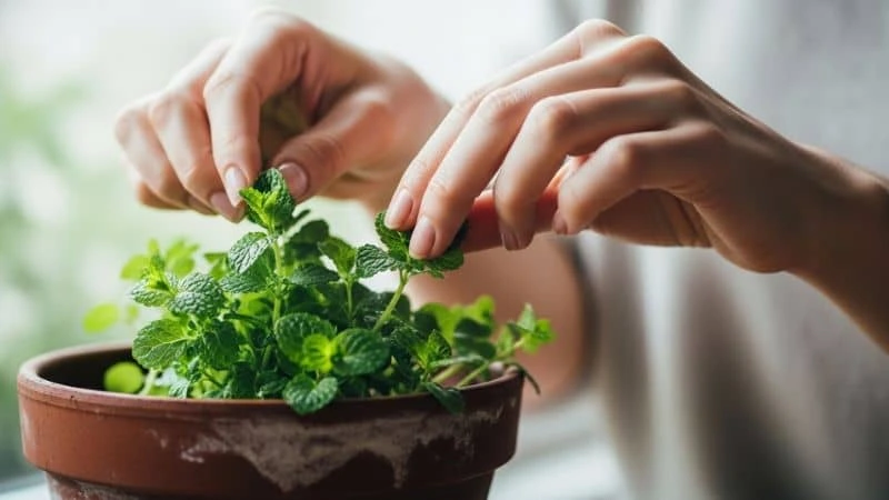 Cultivo de ervas para chá em casa
