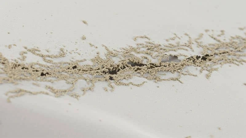 cupim come roupas em tecido branco com furos irregulares